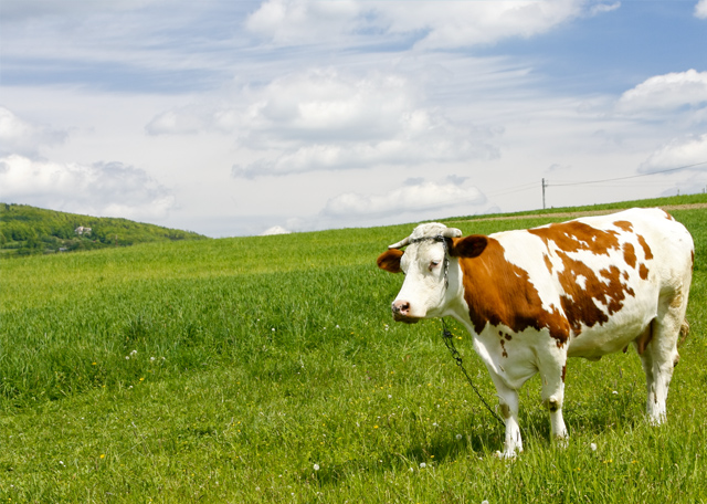 尚品承接北京農學院網站建設項目